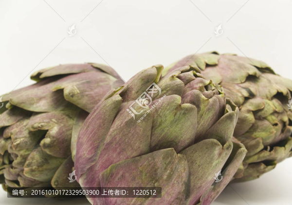 洋薊