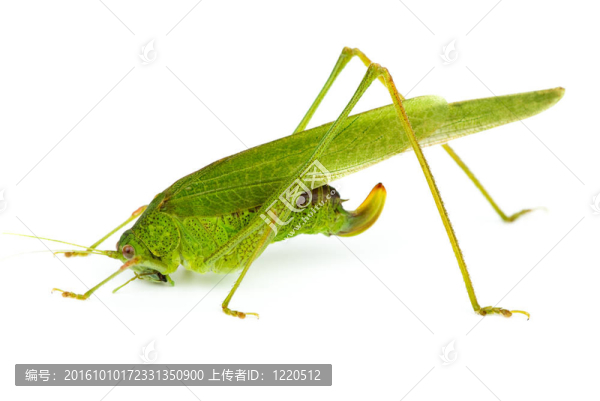 大綠蚱蜢（Tettigonia,viridissima）