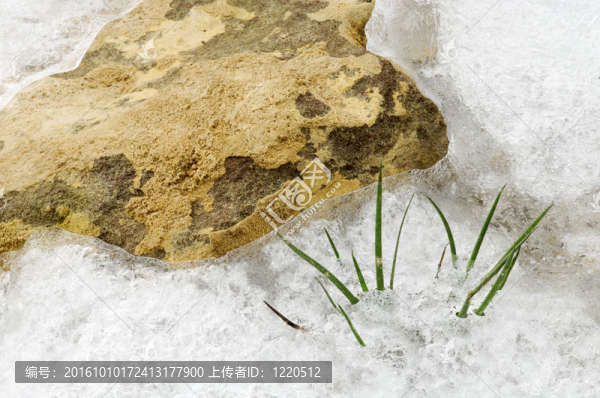 小草的葉片