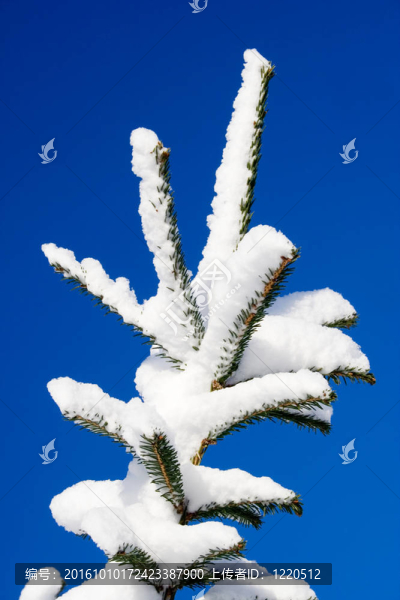 大雪
