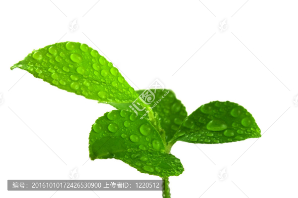 橘子樹