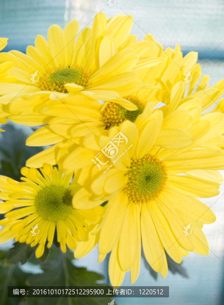 雛菊花