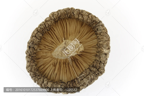 室內(nèi)干蘑菇
