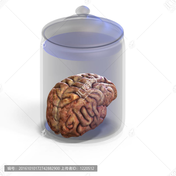 人類的大腦