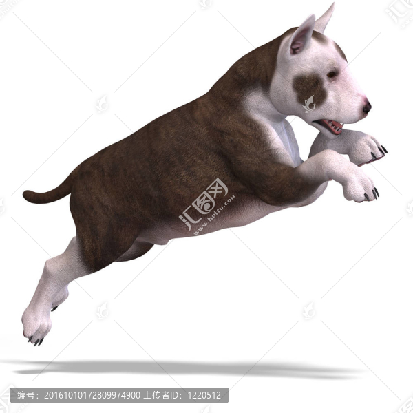 可愛的小狗狗