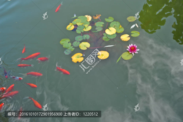 水百合