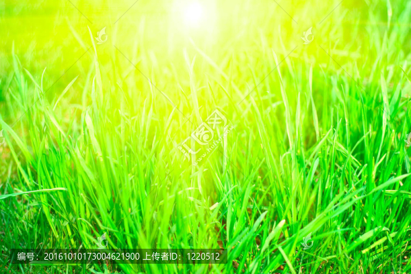 綠色的草地上日落