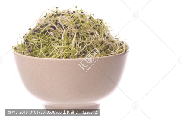 碗中的洋蔥芽