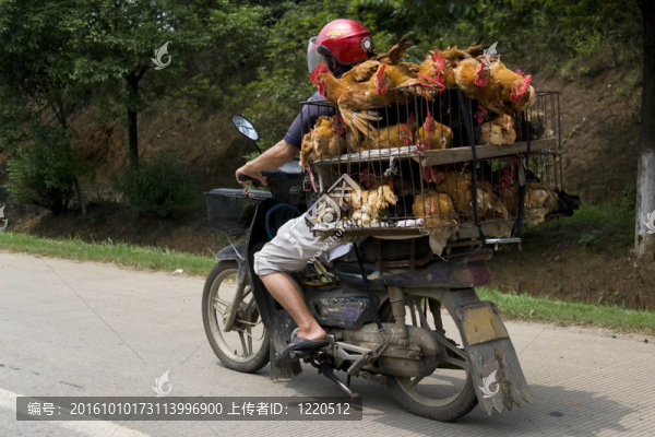 雞的運(yùn)輸