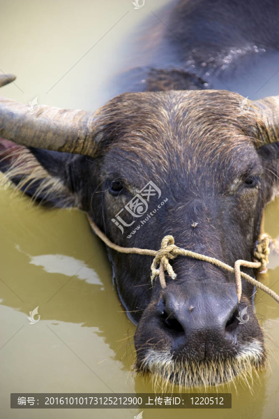 水牛