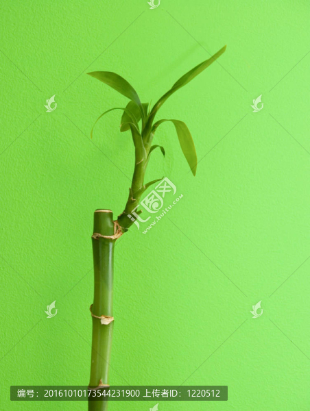 竹
