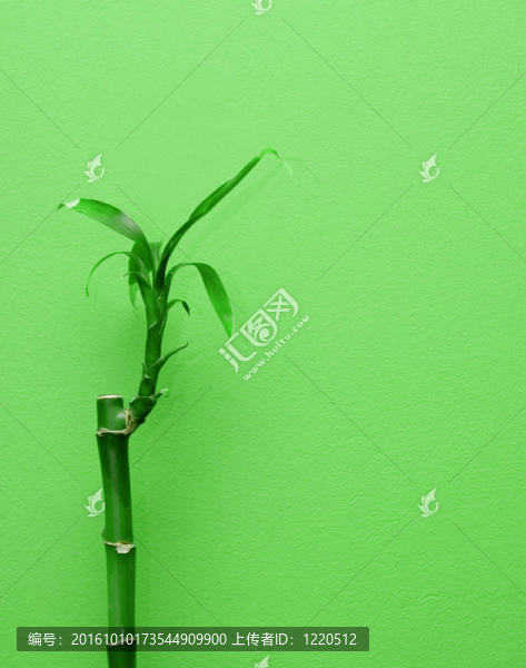 竹類植物
