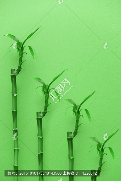 竹類植物