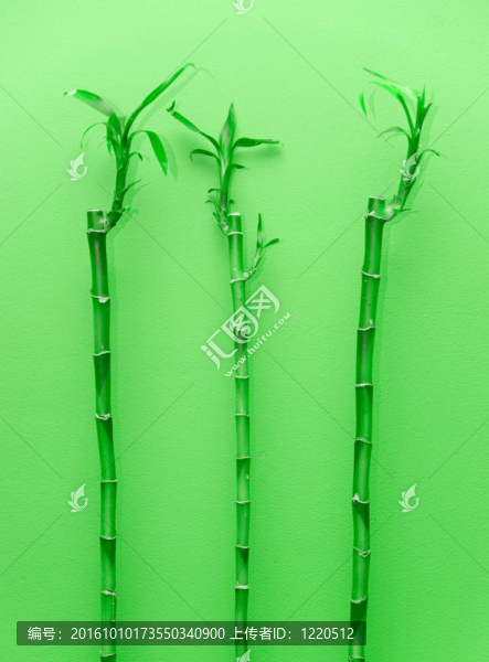 竹類植物
