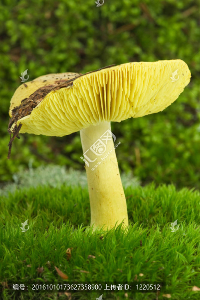 星空的木耳