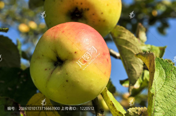 蘋(píng)果樹(shù)上