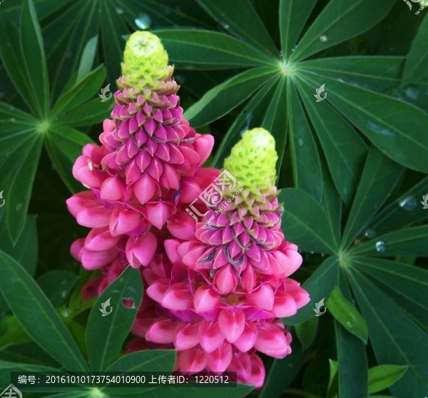 羽扇豆