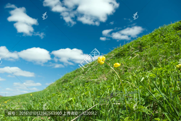 美麗的綠色草地
