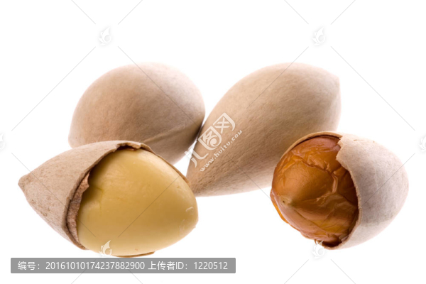 銀杏果仁中分離