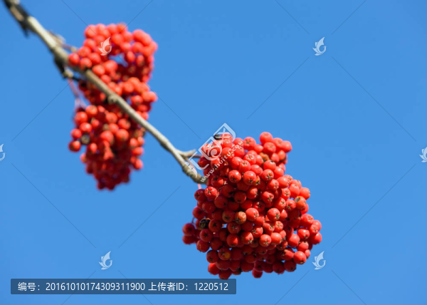 成熟的漿果花楸