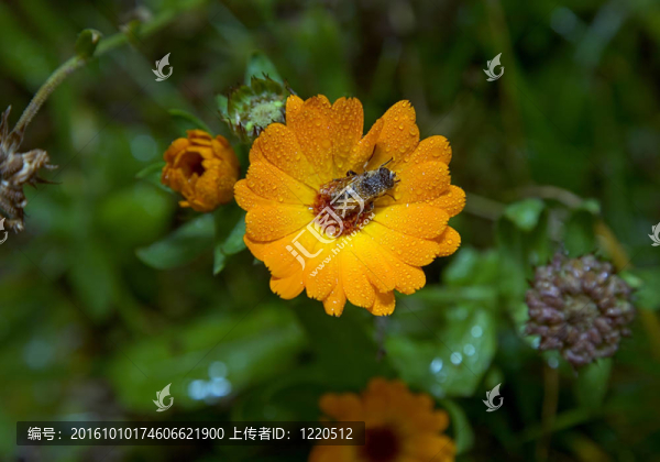 蜜蜂在花上收集花粉