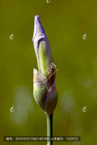 在花園里準(zhǔn)備好的花蕾