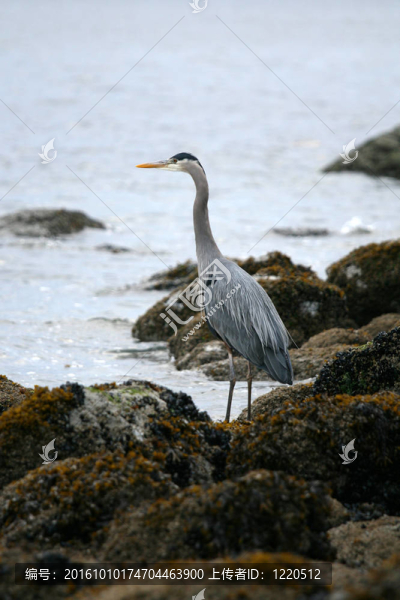 蒼鷺——斯坦利公園；溫哥華加拿大；公元前；