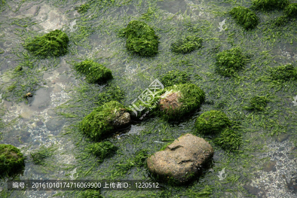 巖石-斯坦利公園；溫哥華；公元前；加拿大