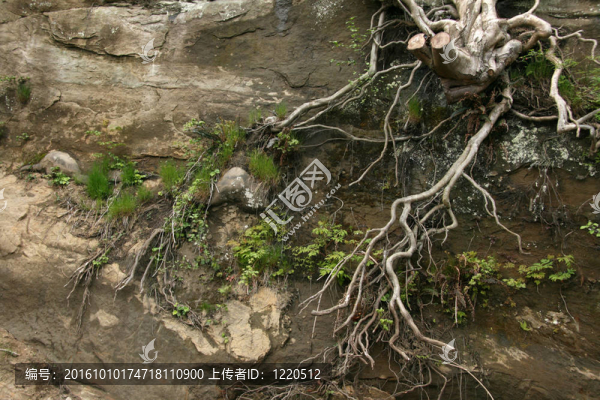 樹根；斯坦利公園；溫哥華；卑詩省；加拿大