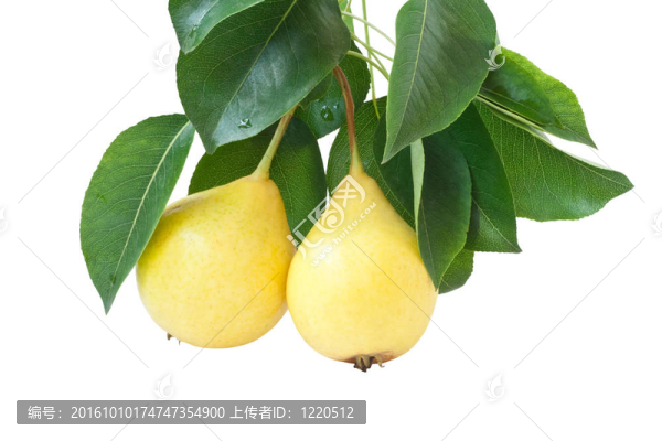 黃梨綠葉