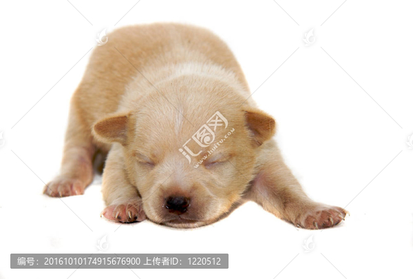 奇瓦瓦狗白色背景