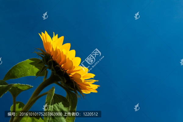 太陽花映襯著一片藍(lán)天