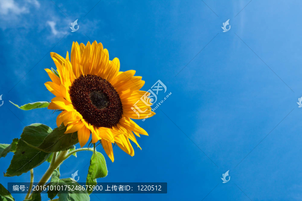 太陽花映襯著一片藍(lán)天