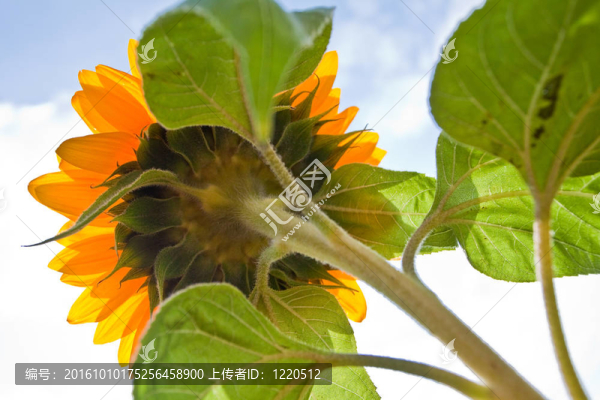 太陽花映襯著一片藍(lán)天