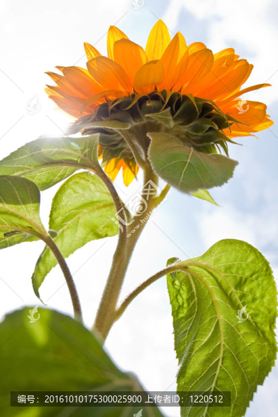 太陽(yáng)花映襯著一片藍(lán)天