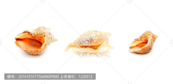 海貝殼