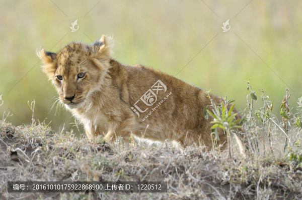非洲獅幼崽