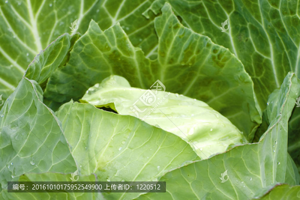 卷心菜