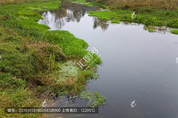 青蛙小河