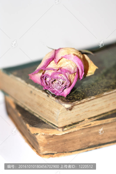 玫瑰的書