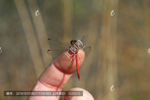 紅寶石meadowhawk蜻蜓