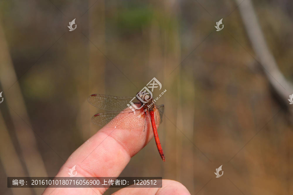 紅寶石meadowhawk蜻蜓