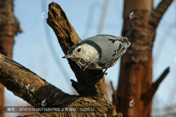 白胸鳾