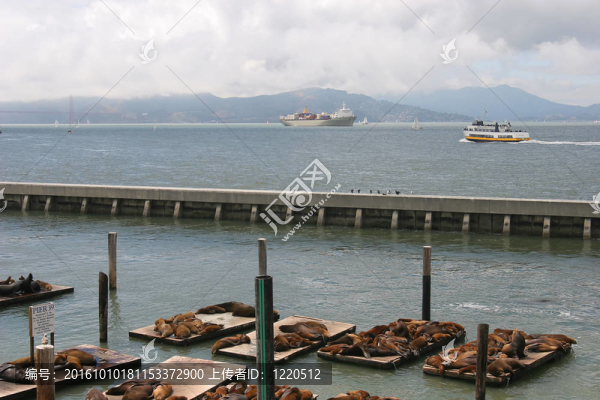 海豹和舊金山灣。