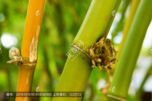 竹