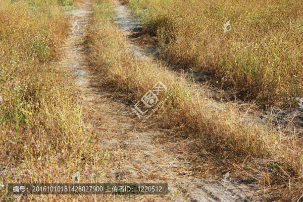路徑