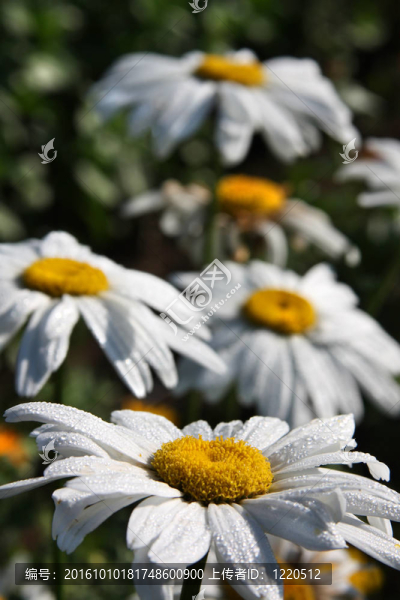 雛菊