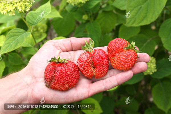 三個(gè)草莓在手