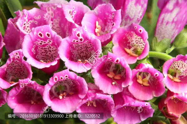 Digitalis,Purpurea（或紫色毛地黃；女士的手套）