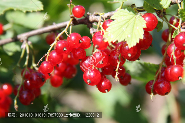 紅醋栗的分支